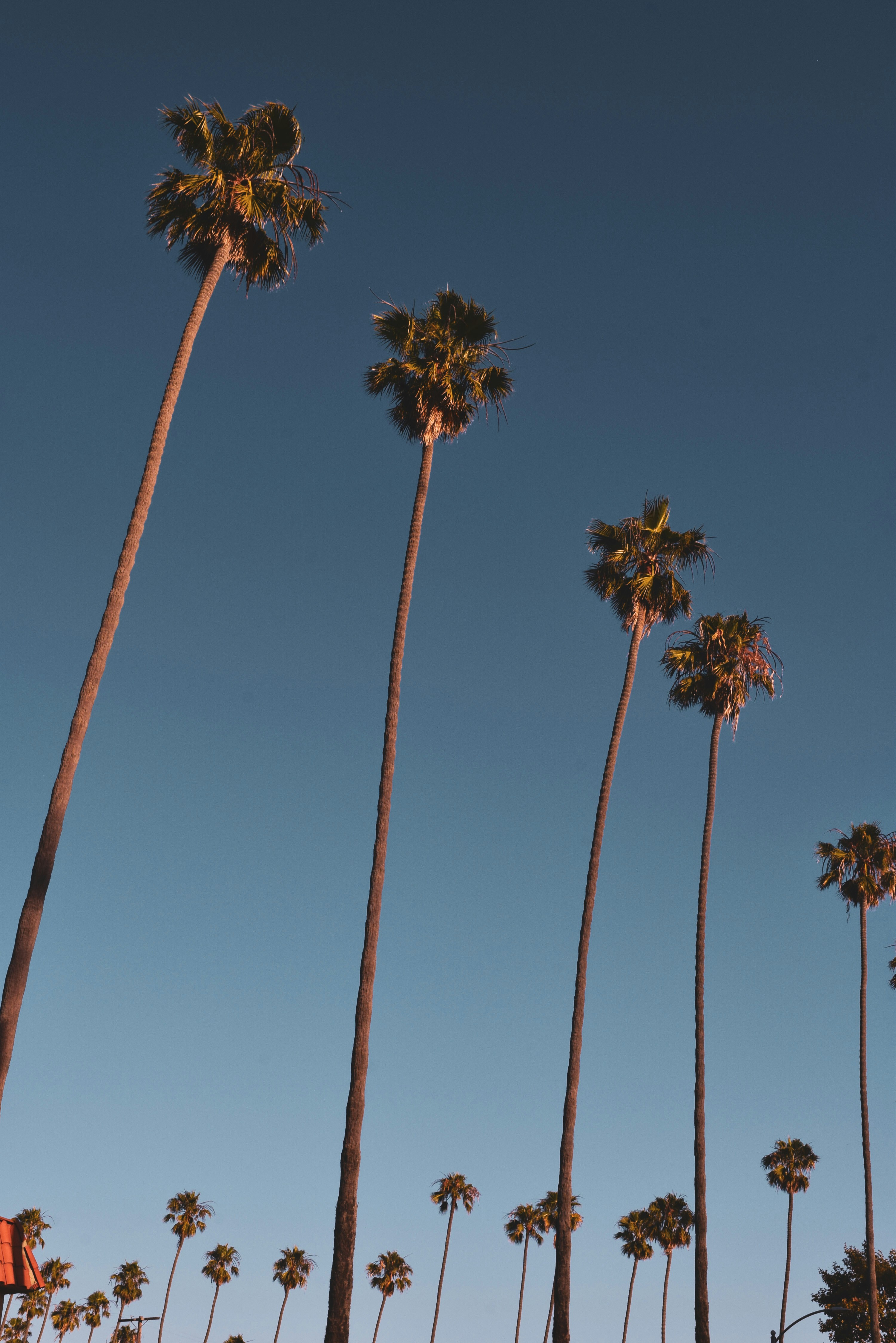 Long Beach palm trees at dusk